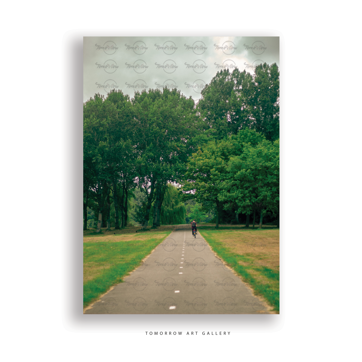 Journey Into the Forest