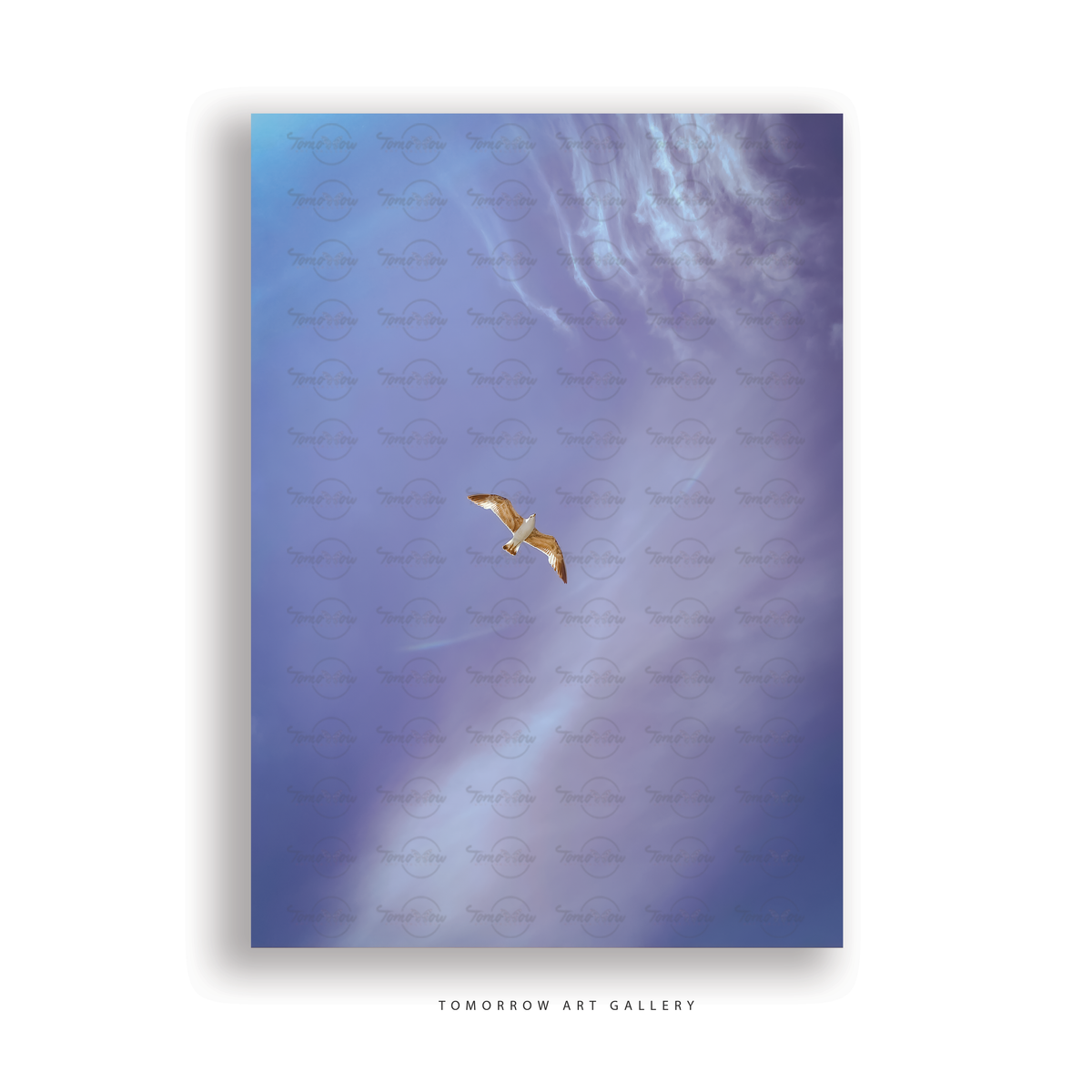 Seagull