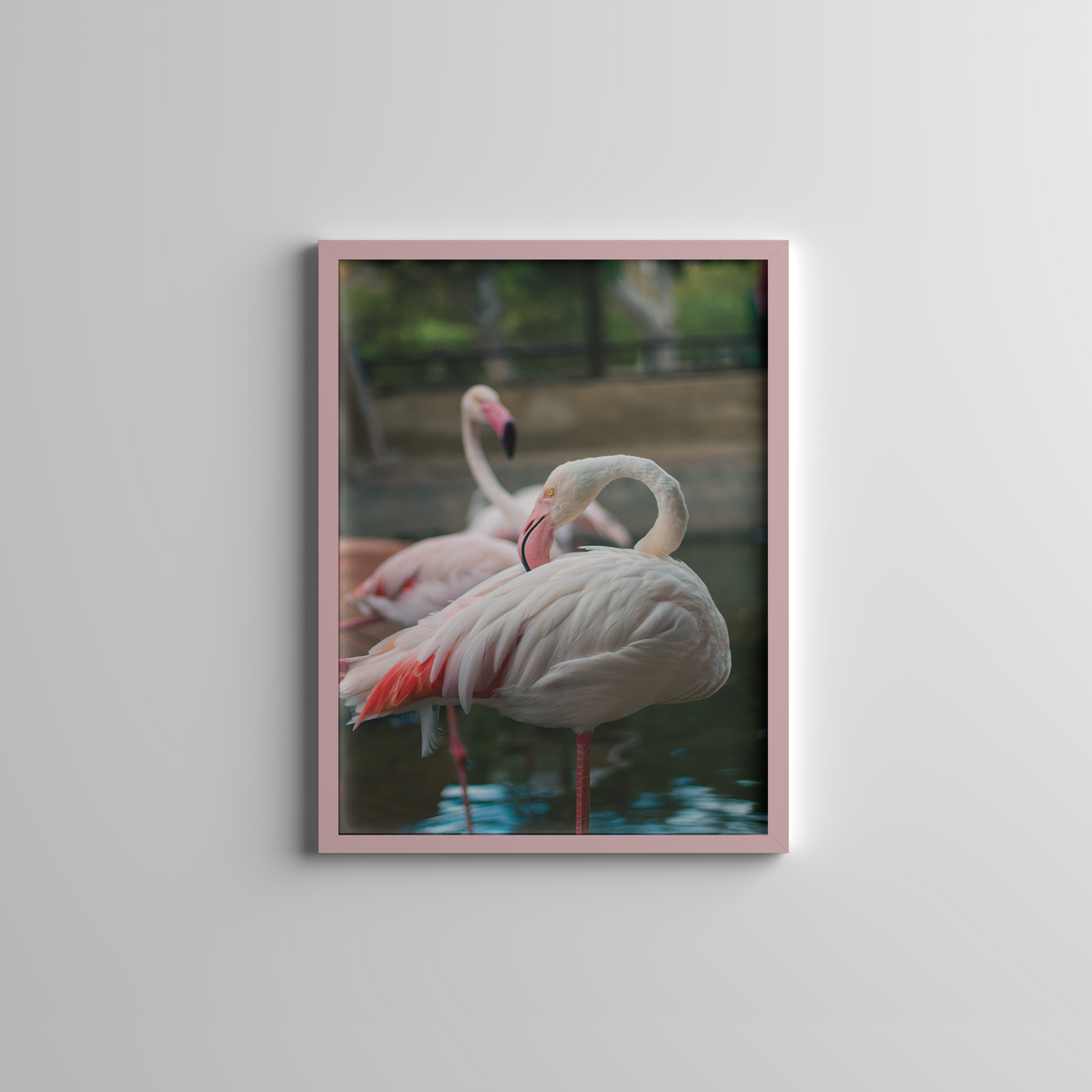 Flamingo