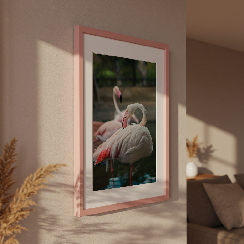 Flamingo